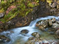 Schoßbach - Bemooste Felswand am Bachlauf